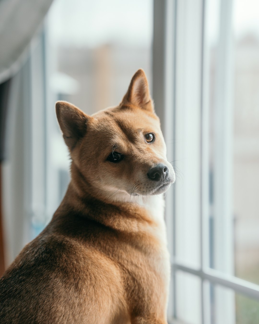 11 Shiba Inu (crédits image : unsplash)