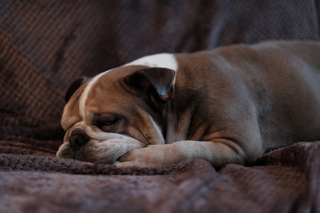 7 Bulldog (crédits image : unsplash)