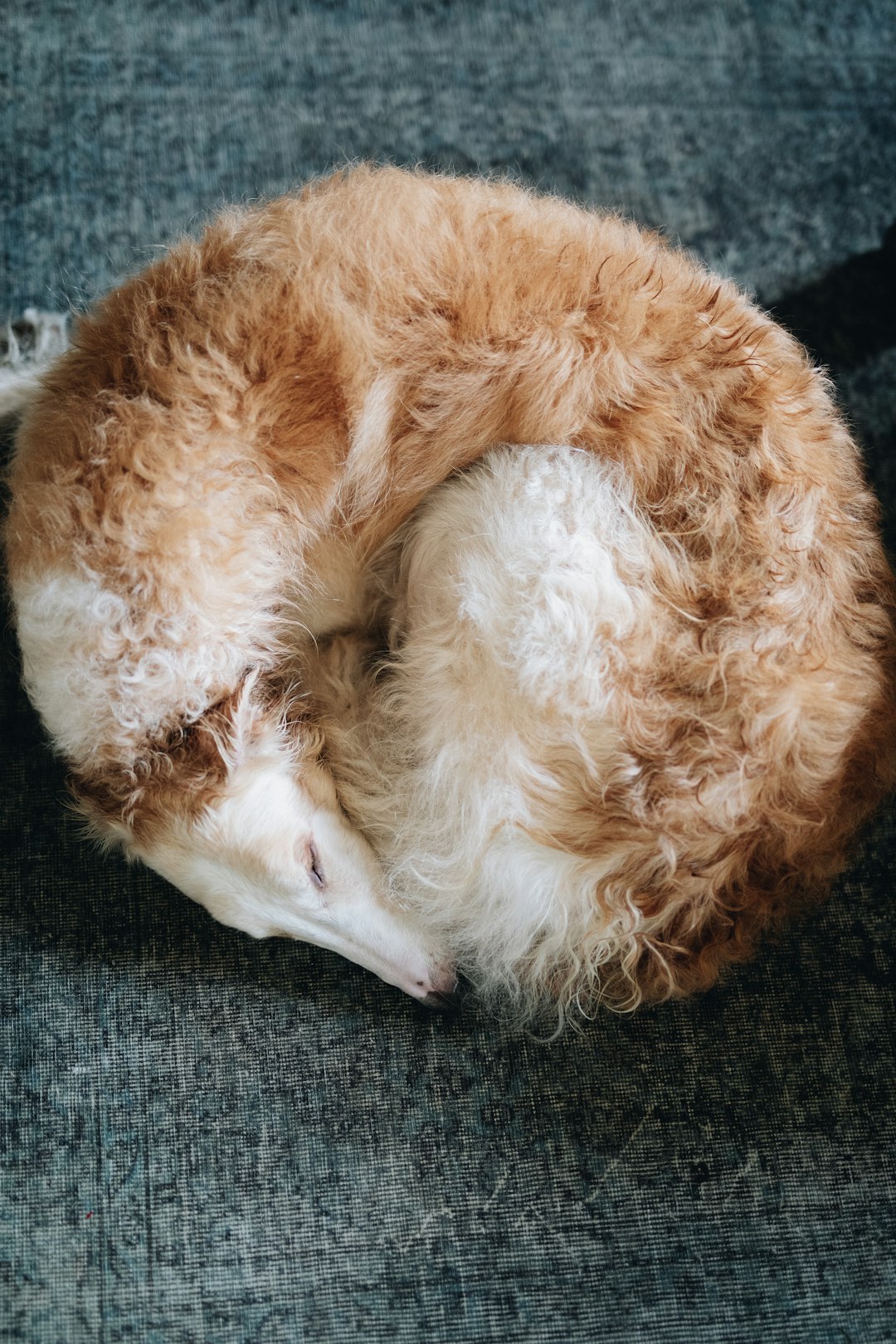 6 Barzoï (crédits image : unsplash)