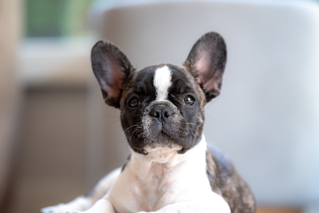 3 Bouledogue français (crédits image : unsplash)