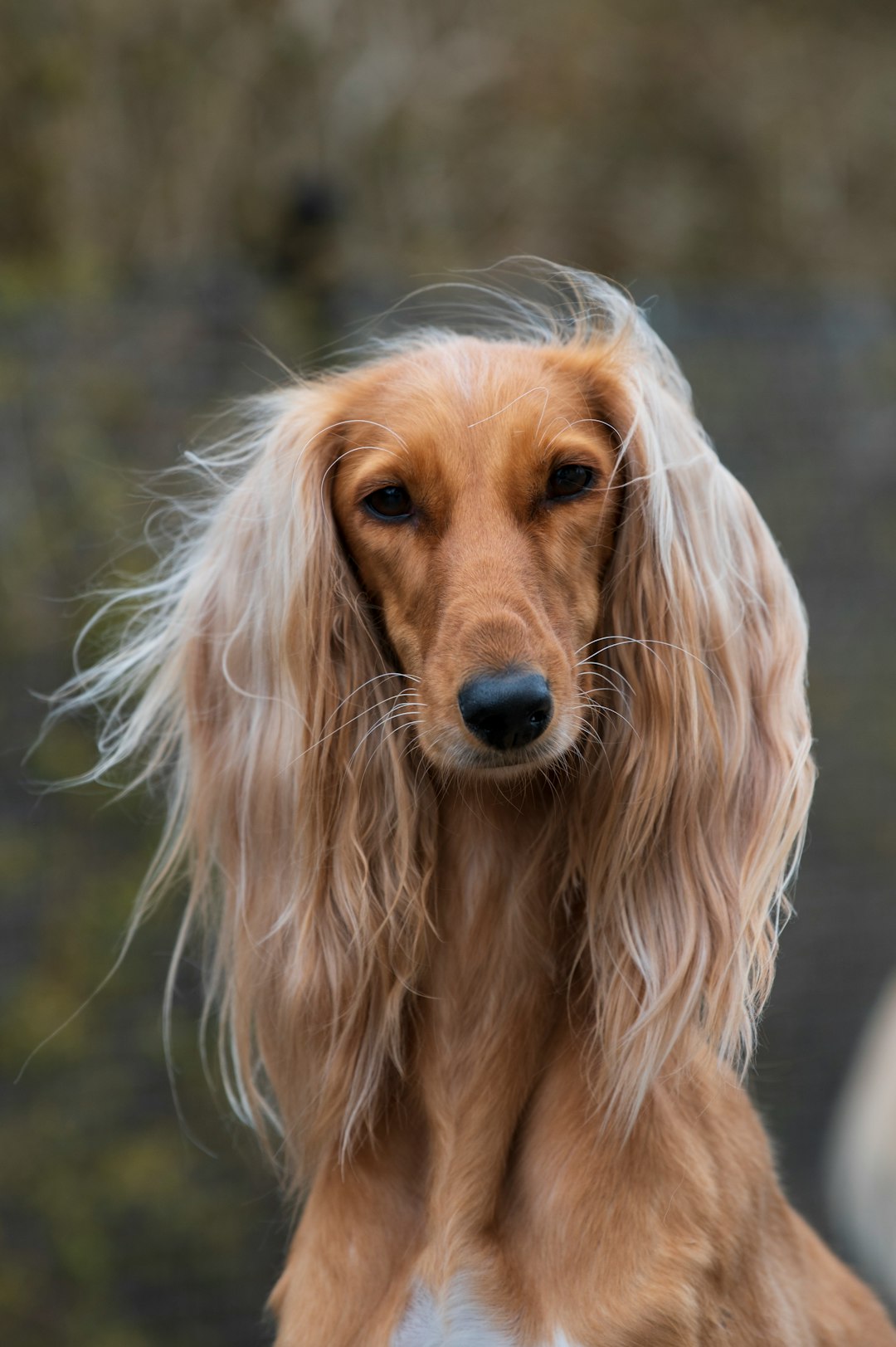 2Saluki (crédits image : unsplash)