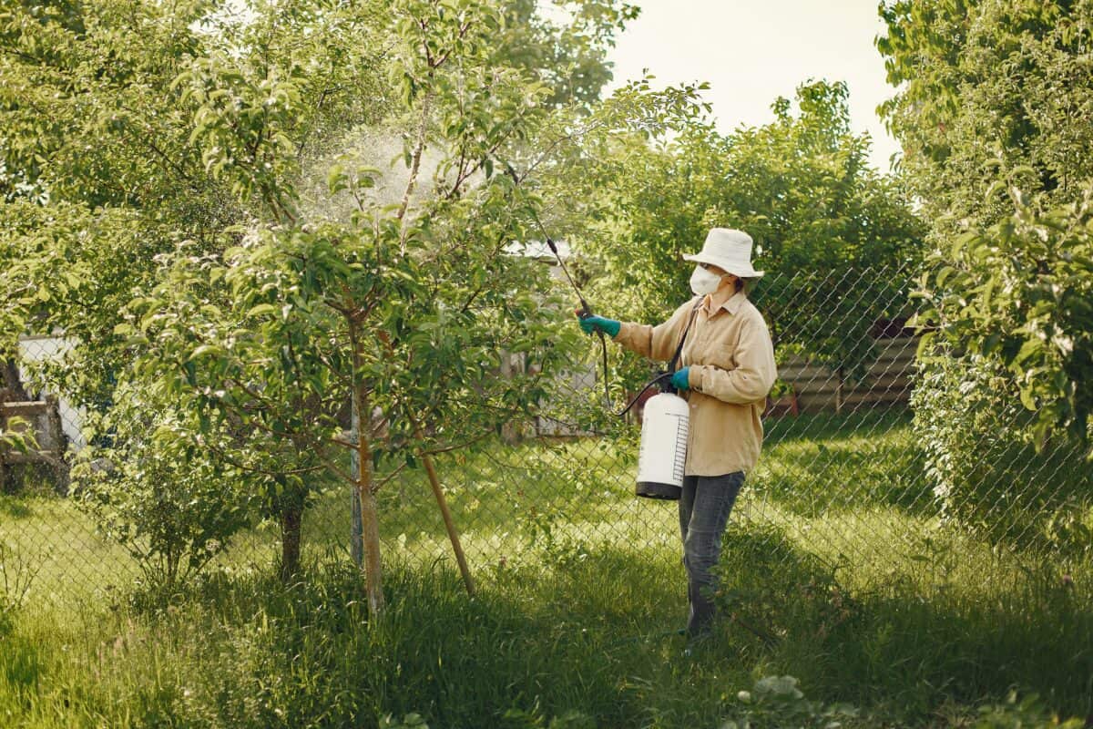 Une dame pulvérise des pesticides sur un arbre.