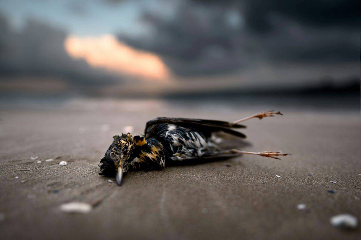 un oiseau mort posé sur le sable par temps nuageux