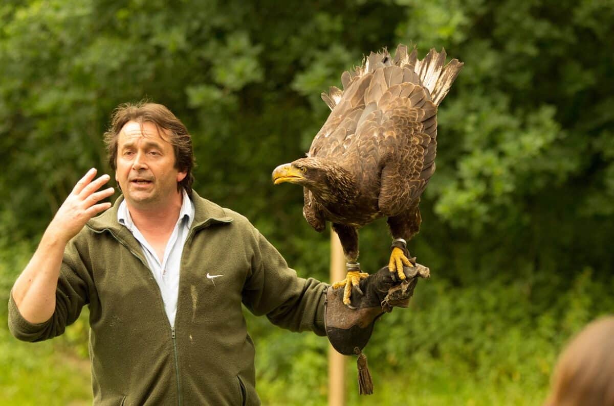 oiseau, aigle, nature, rapace, spectacle