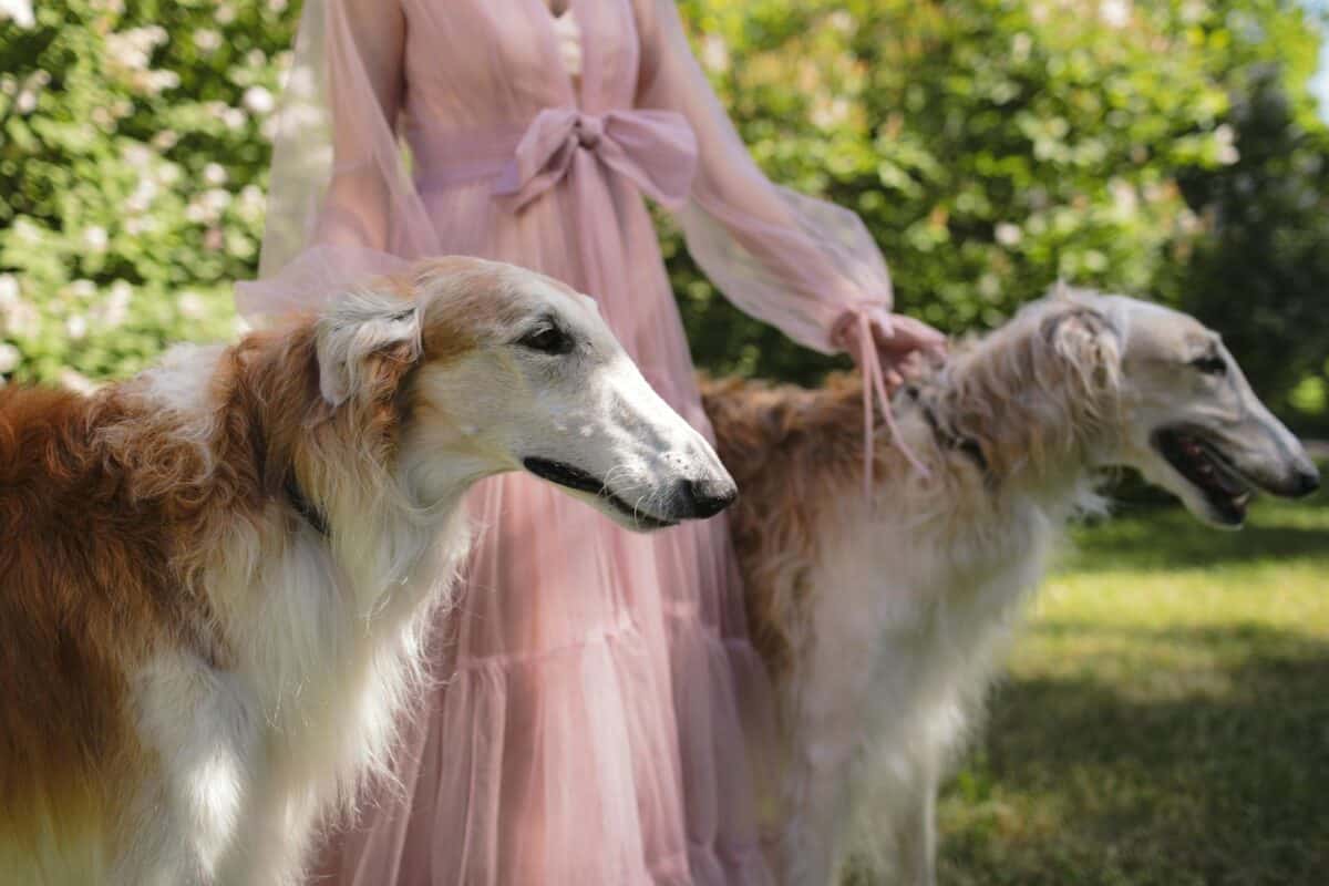 Chiens Barzoï