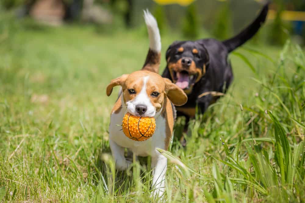 Deux chiens courent après une balle.