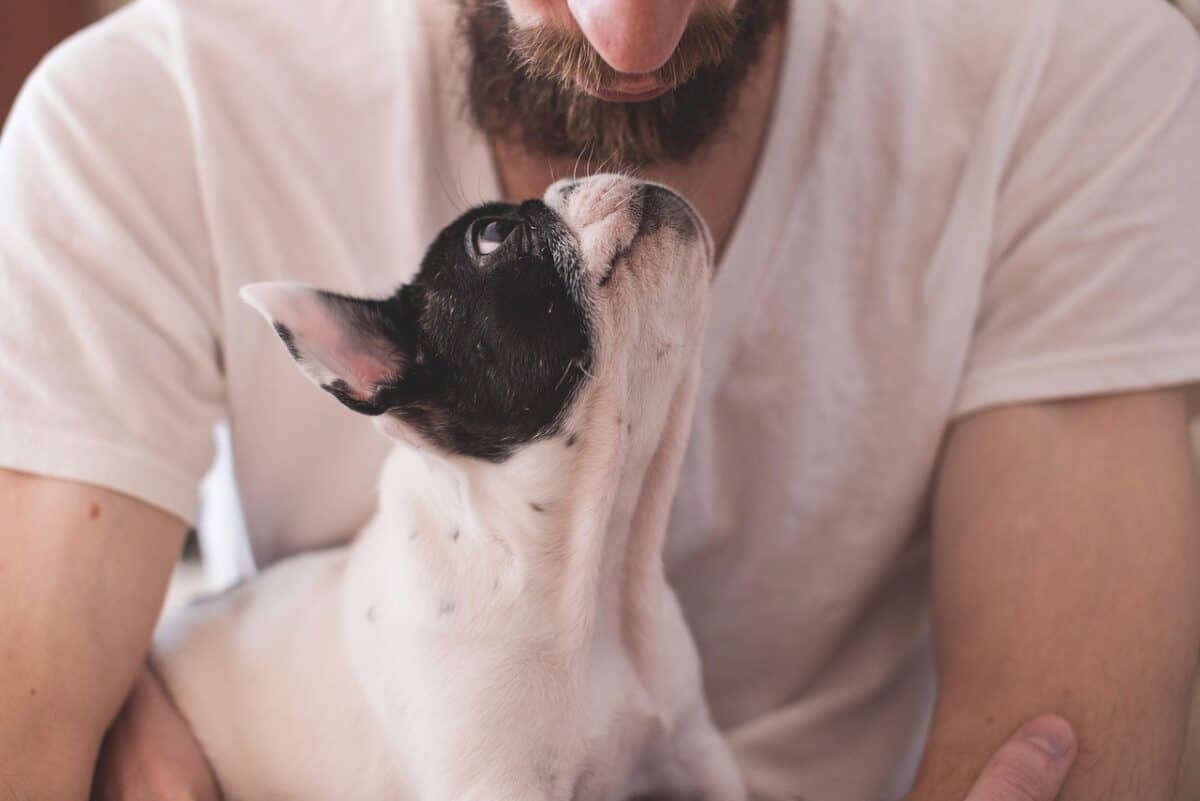 animaux, chiens, relation amicale, animaux domestiques, yeux, museau, adorable, miniature, homme, mâle, personnes, propriétaire, amour, fond d'écran d'amour, chiens, chiens, chiens, relation amicale, relation amicale, nature, relation amicale, relation amicale, animaux domestiques, animaux domestiques, animaux domestiques, personnes, personnes