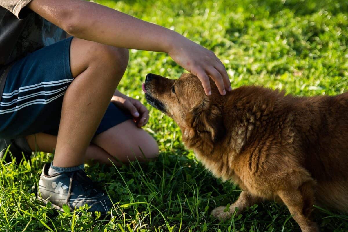 chien, homme, animal de compagnie, propriétaire, herbe, parc, champ, chiot, canin, relation amicale, compagnon, copains, animal, mammifère, caresses, la nature, chien, chien, chien, chien, animal de compagnie, chiot, chiot, relation amicale, copains, copains, copains