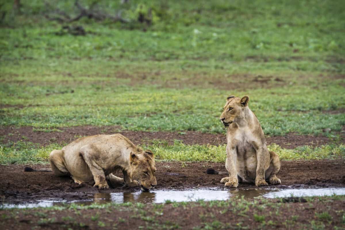 Lion d'Afrique dans le parc national Kruger, Afrique du Sud