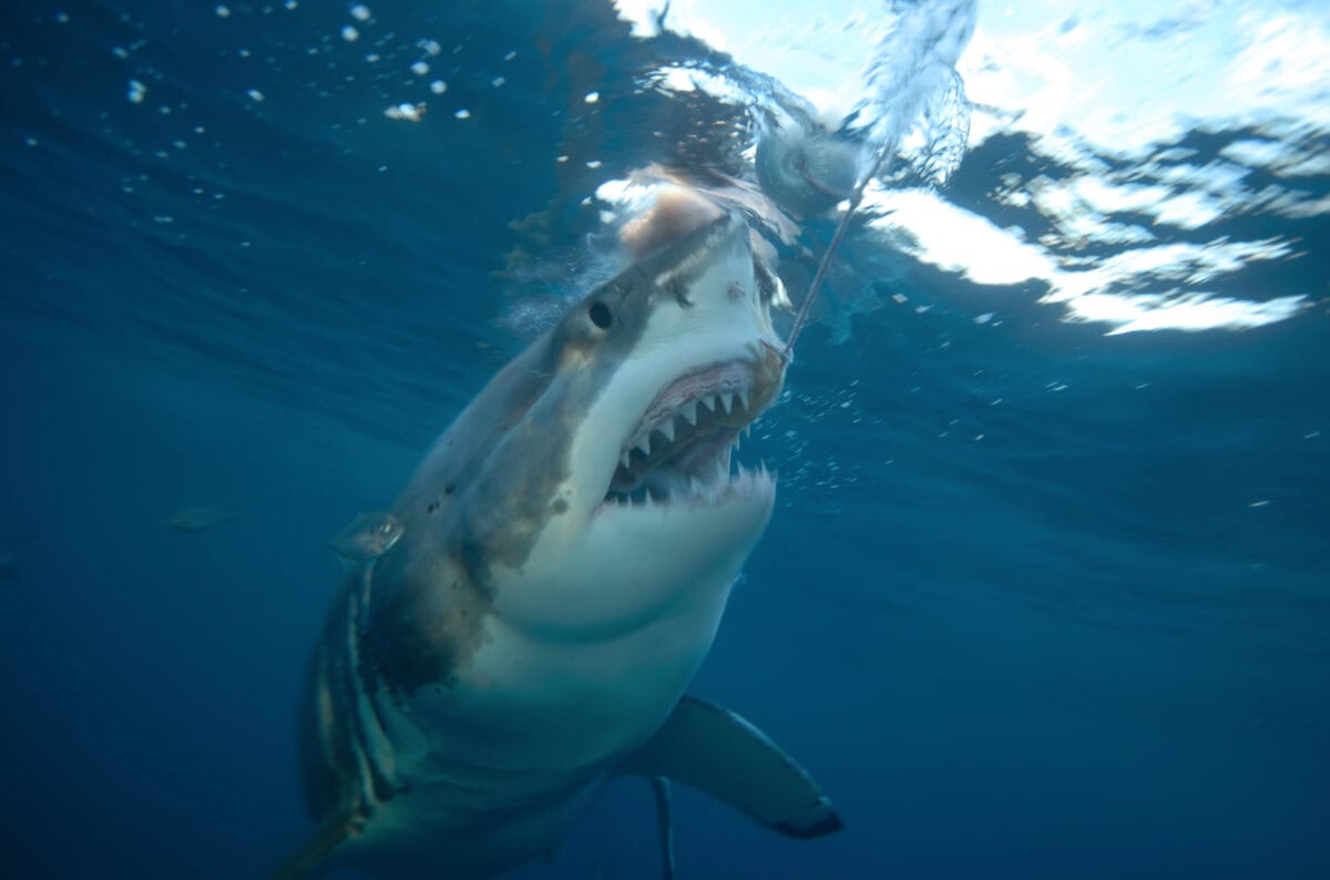 Grand requin blanc au fond de l'océan.