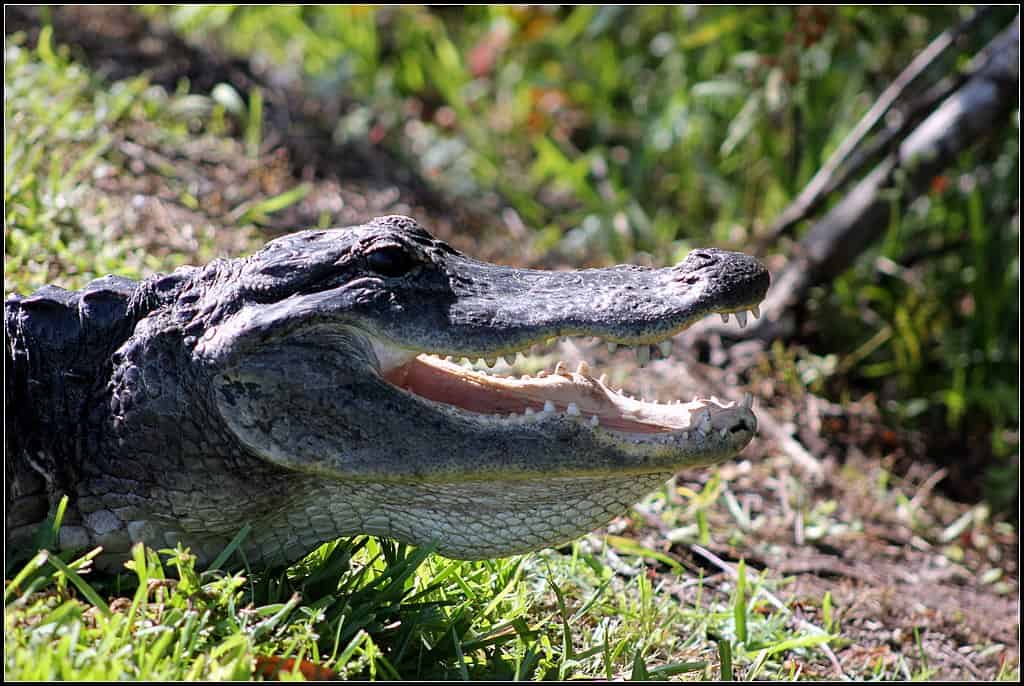 Alligator