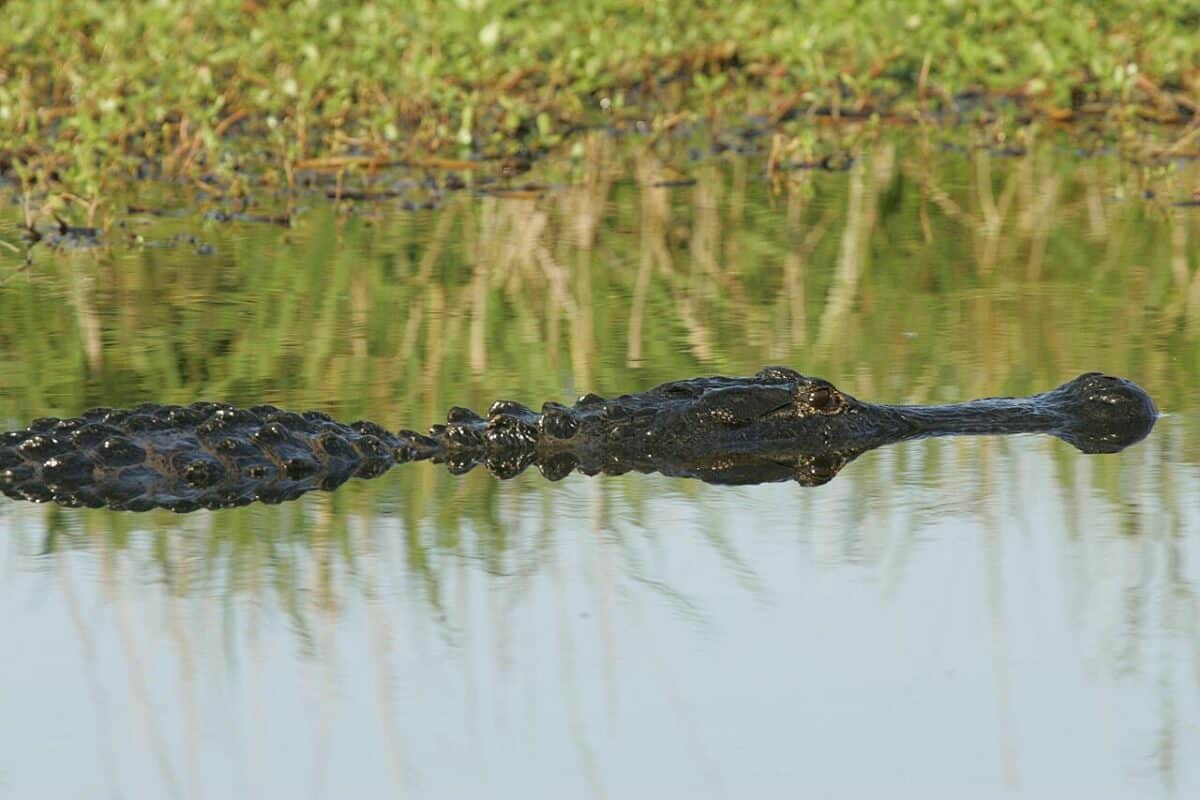 Alligator américain reposant dans l'eau