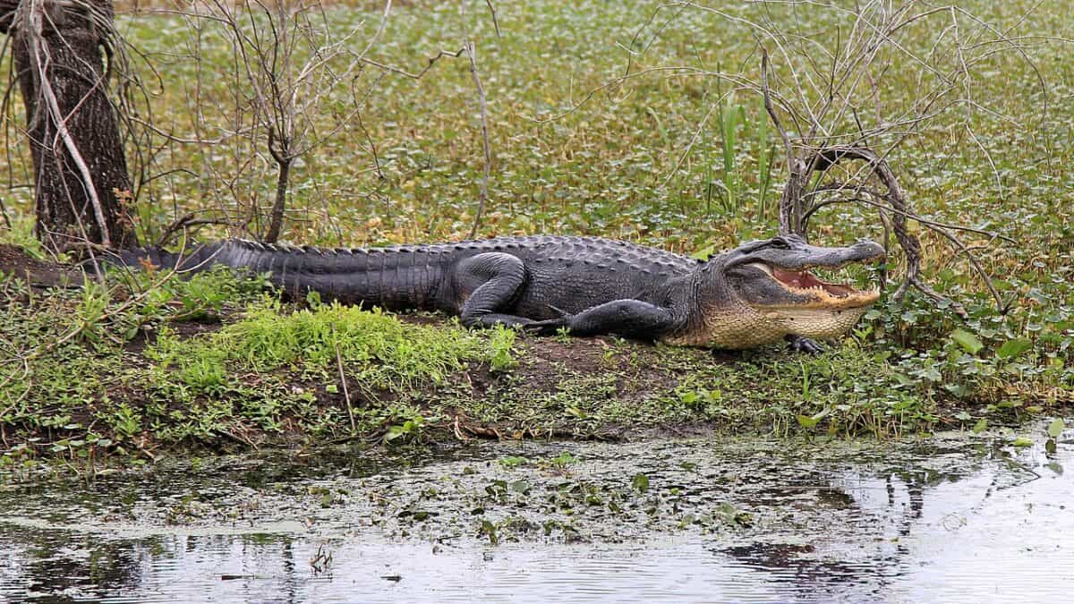 alligator