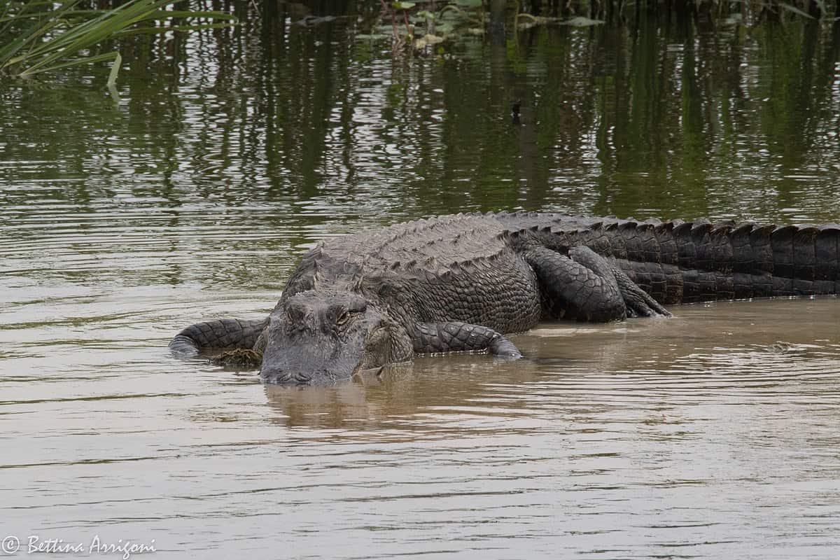 alligator dans l'eau