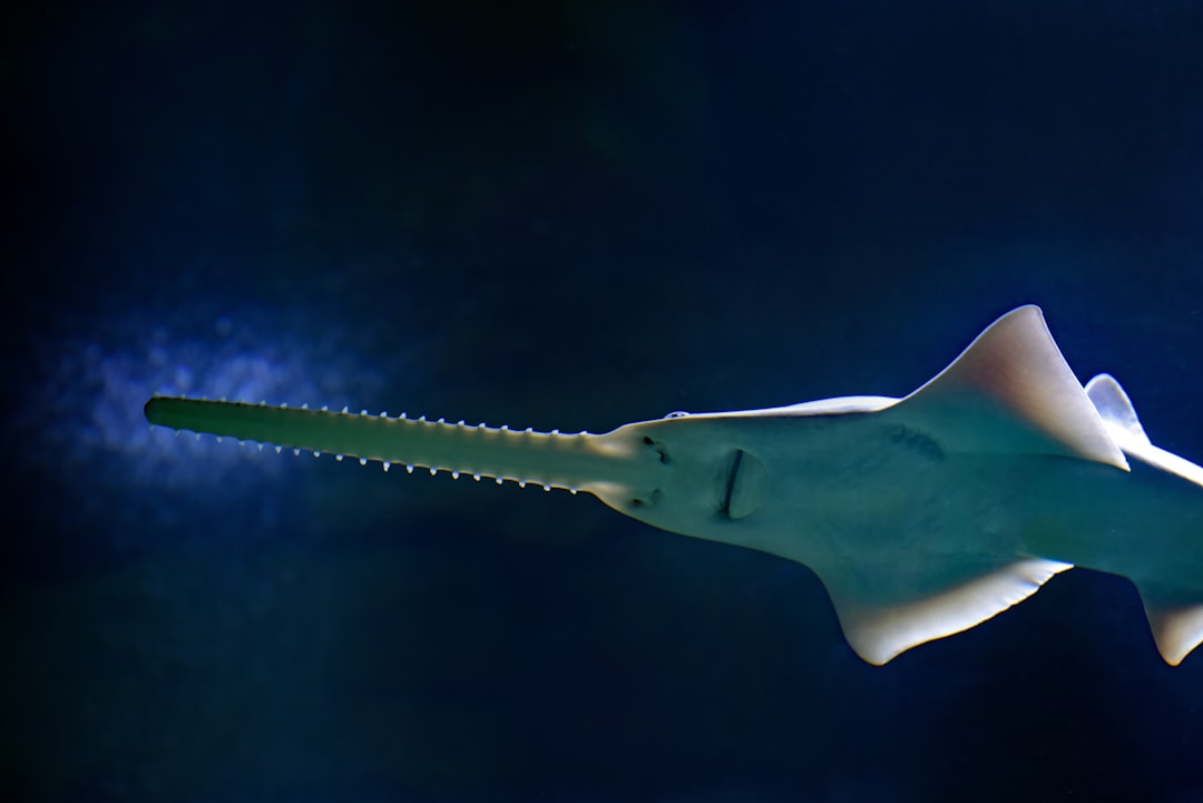 10. L'énigmatique poisson-scie (crédits image : unsplash)