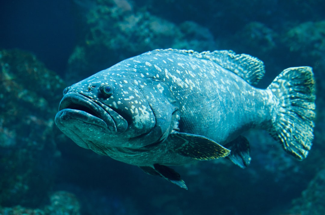 3. Le mérou goliath rusé de l'Atlantique (crédits image : unsplash)
