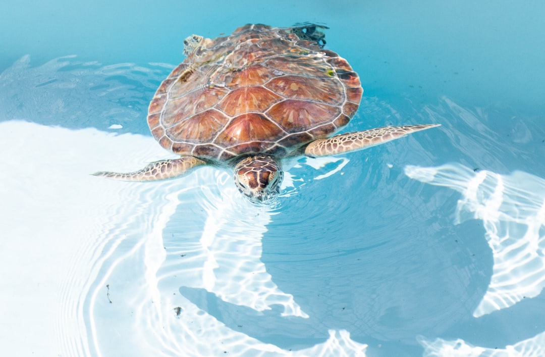 5. La tortue caouanne cryptique (crédits image : unsplash)