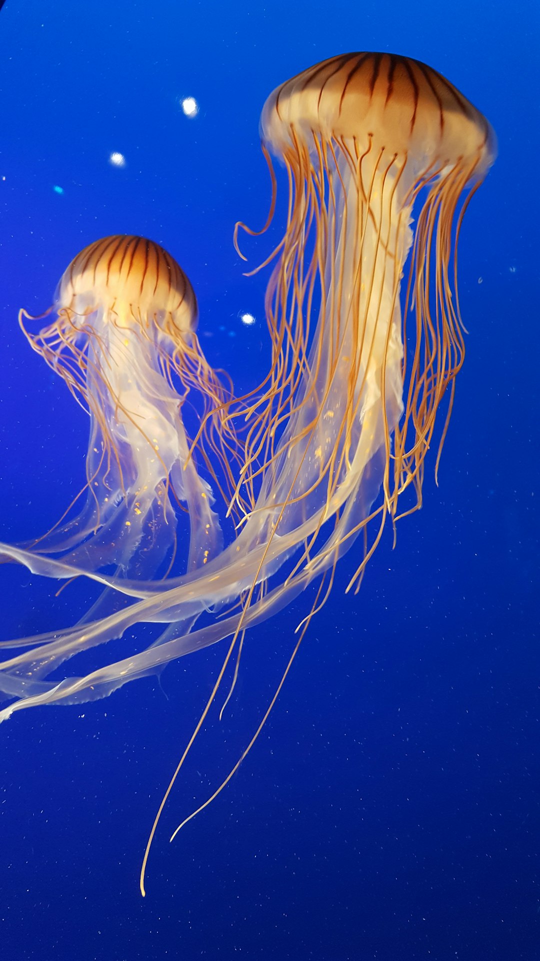 9. La méduse-boîte invisible de la côte du Golfe (crédits image : unsplash)