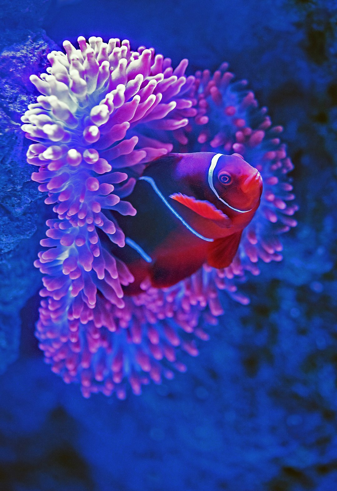 8. Le Spectral Atlantic Tripletail (crédits image : unsplash)