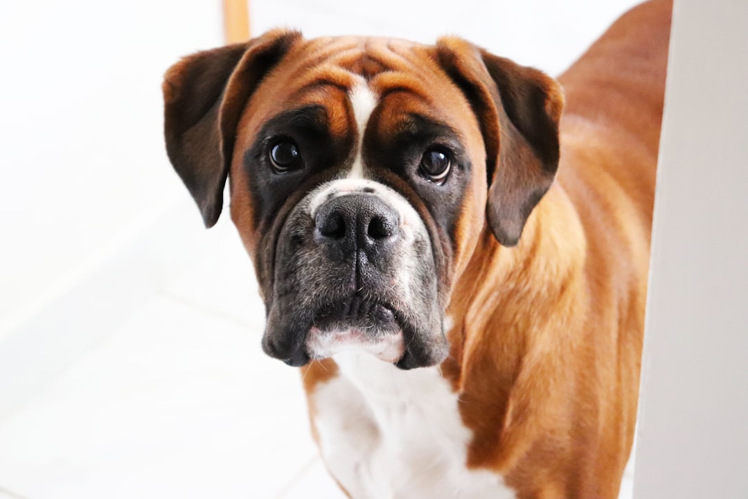 Boxer (crédits image : unsplash)