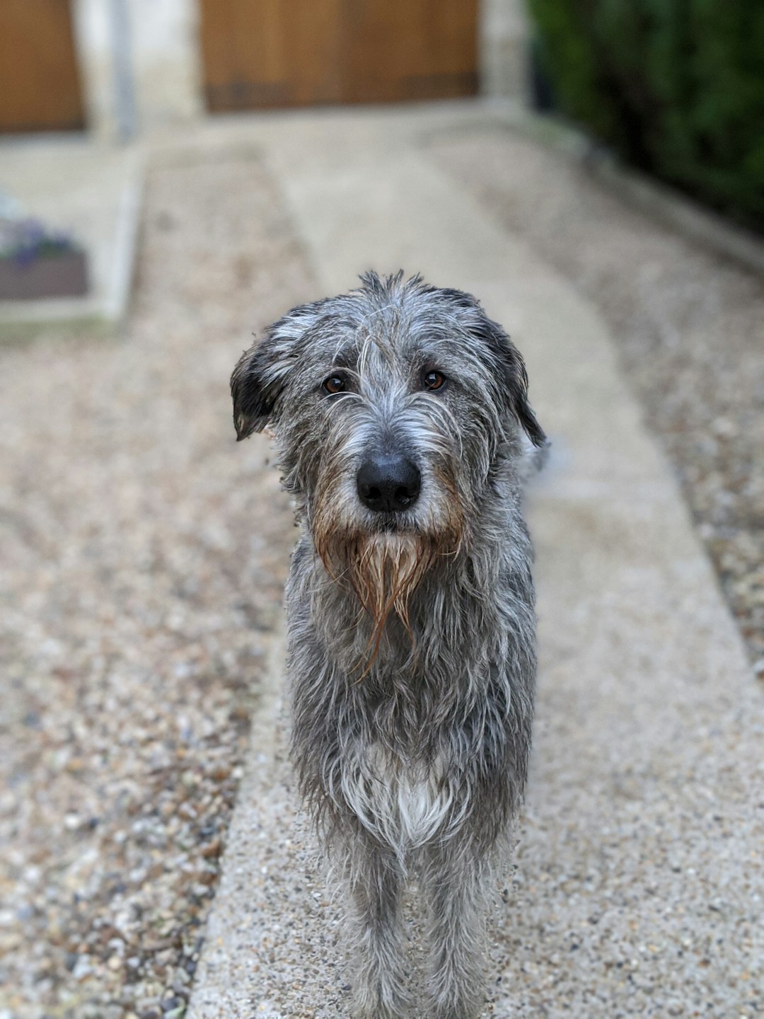 Irish Wolfhound (crédits image : unsplash)