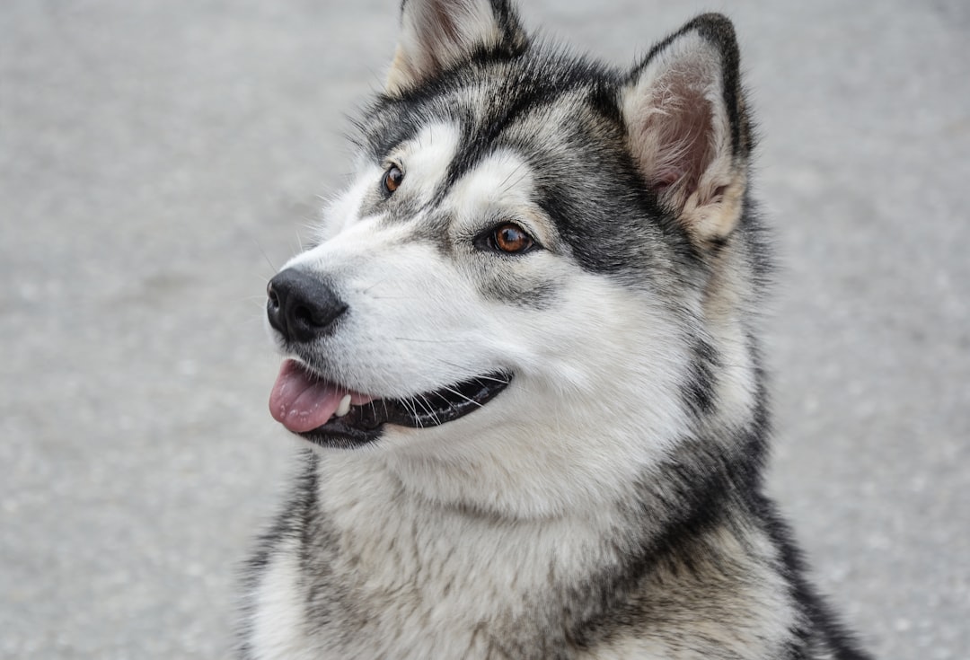Malamute d'Alaska (crédits image : unsplash)
