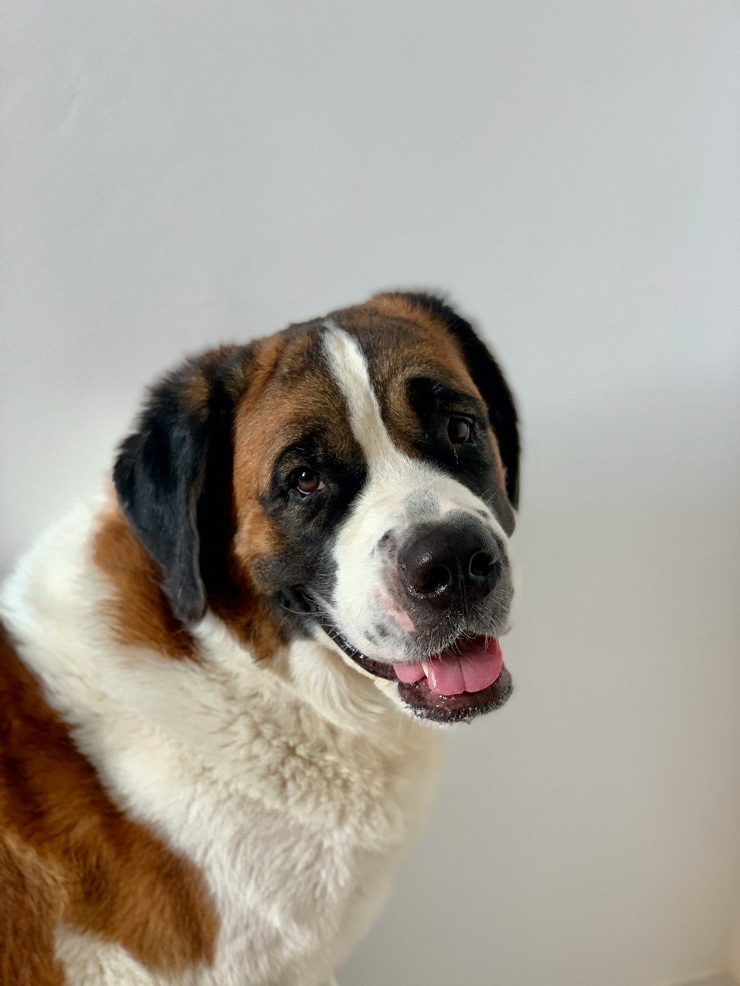 Saint Bernard (crédits image : unsplash)
