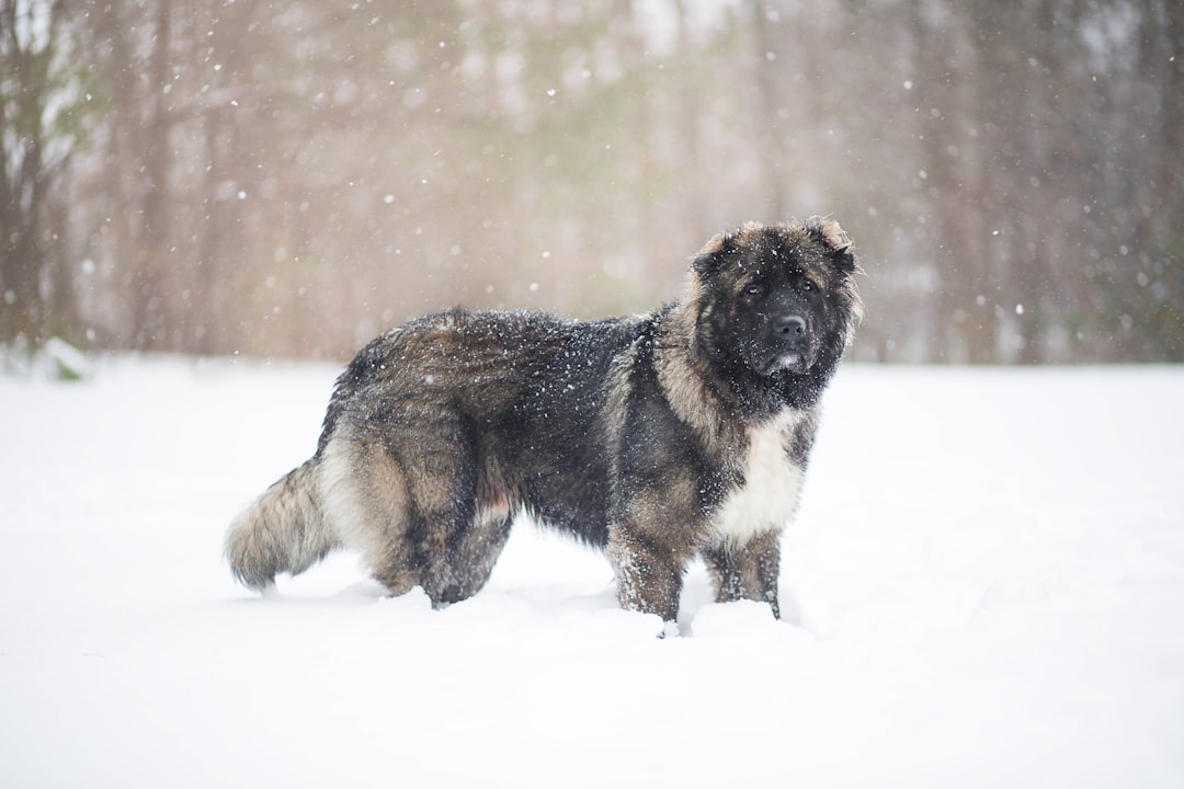 Leonberger (image credits: unsplash)