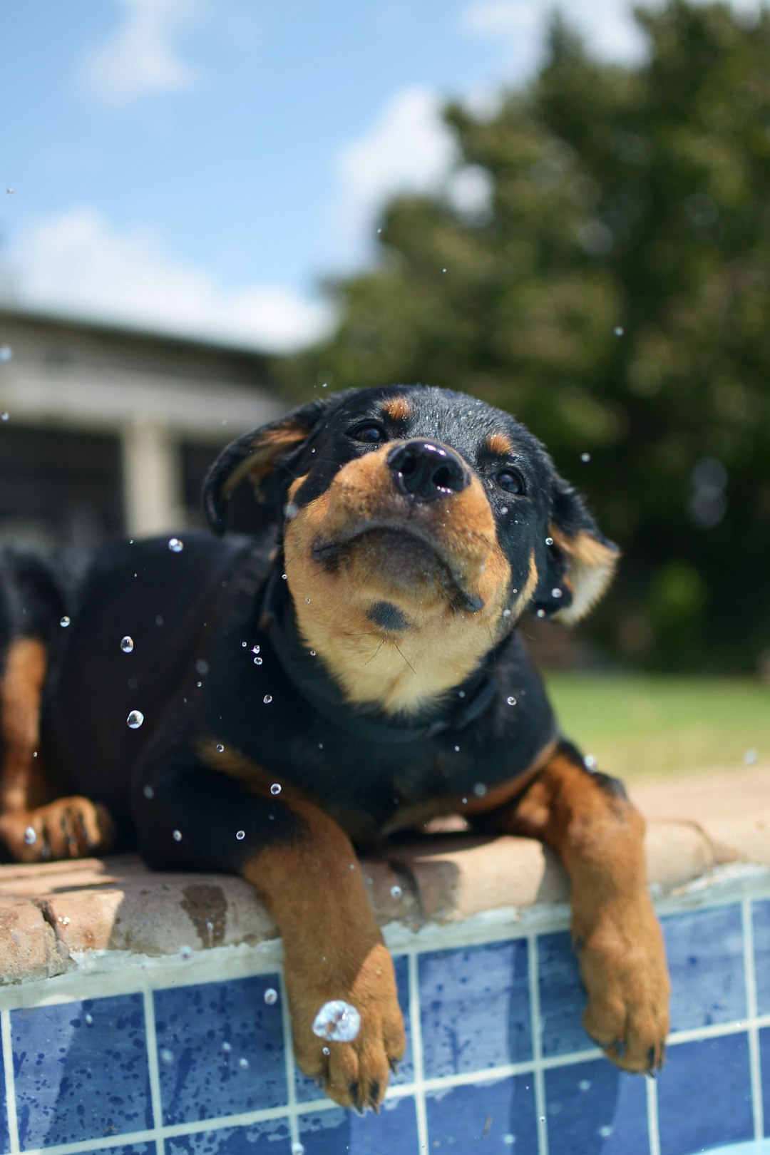 Rottweiler (crédits image : unsplash)