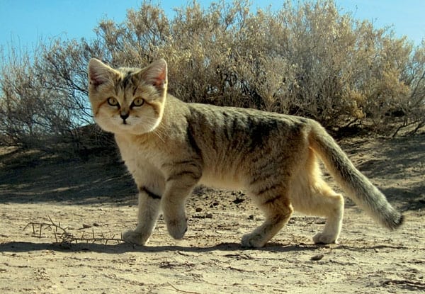 chat de sable