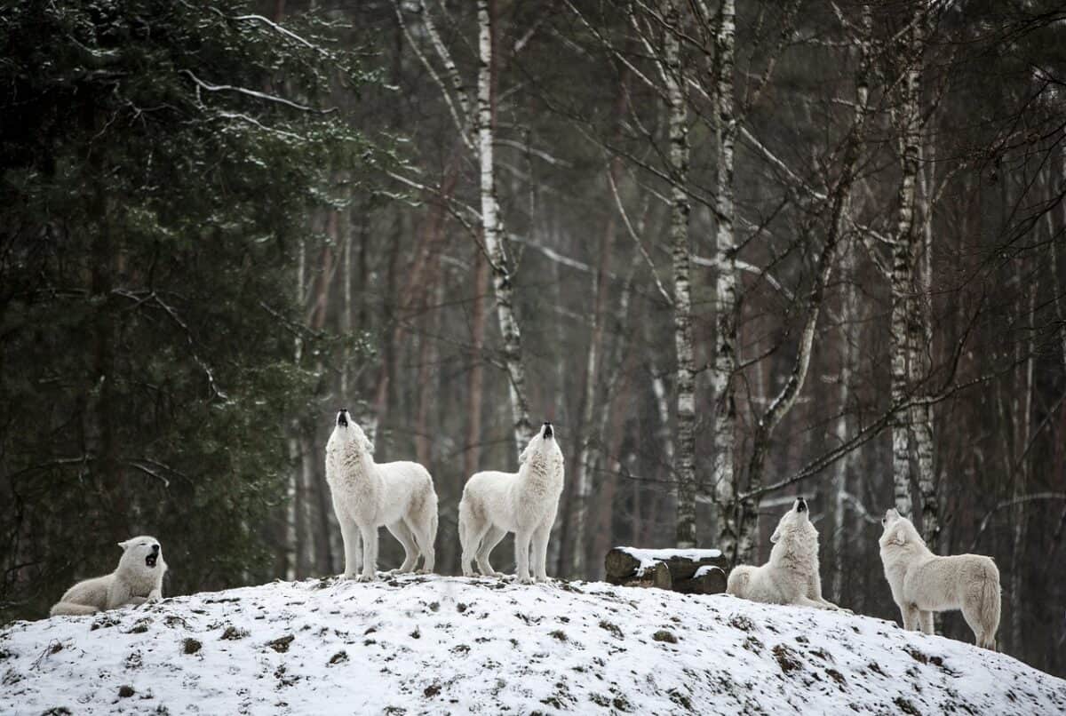animaux, loups, mammifère, espèce, faune, loup arctique, région sauvage, forêt, hiver, gel, hivernal, paysage, neigeux, sauvage, animal sauvage, prédateur, la nature, loups, loups, loups, loups