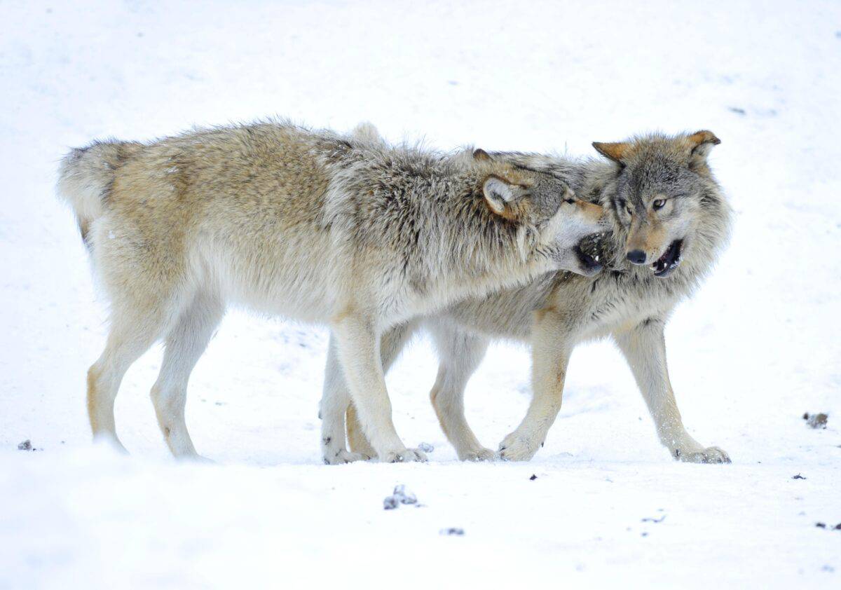 Loup de la vallée du Mackenzie, loup de la toundra d'Alaska ou loup canadien des bois dans la neige