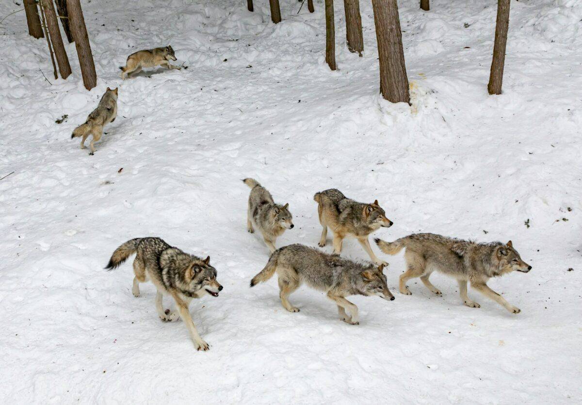 sept meutes de loups sur la neige de la forêt