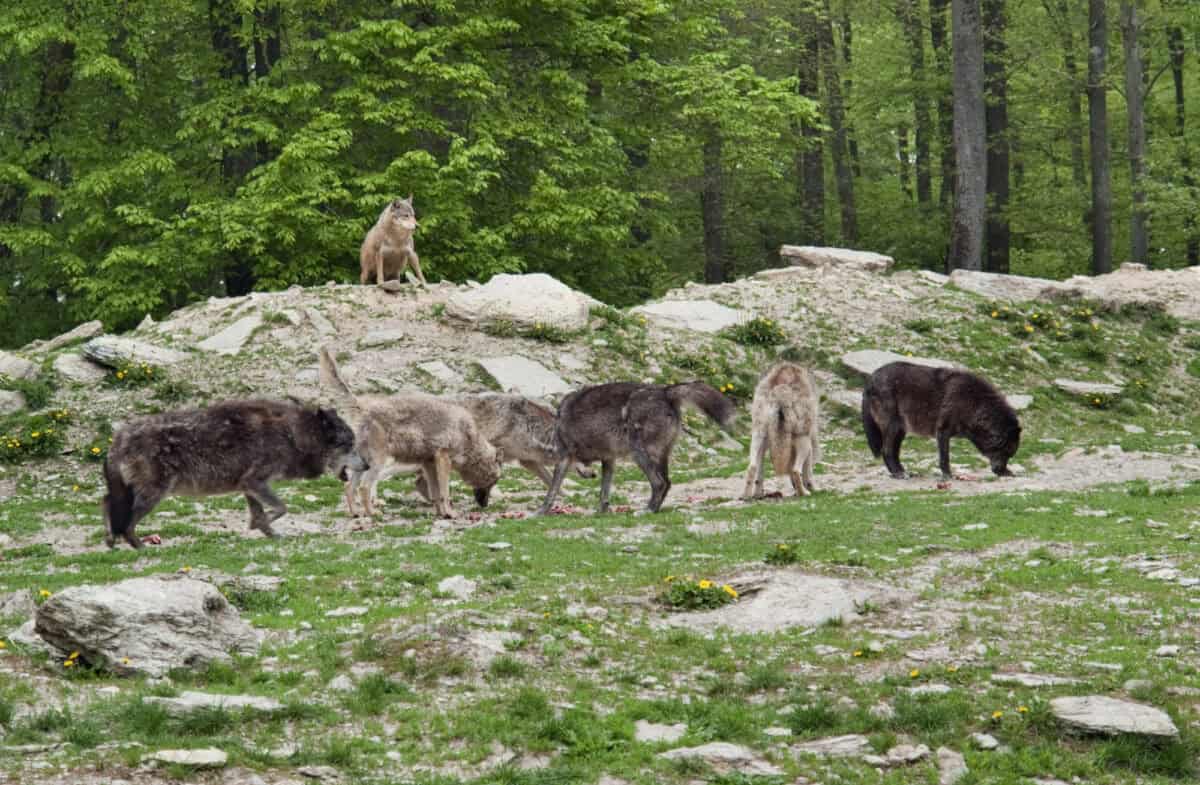 Meute de loups gris