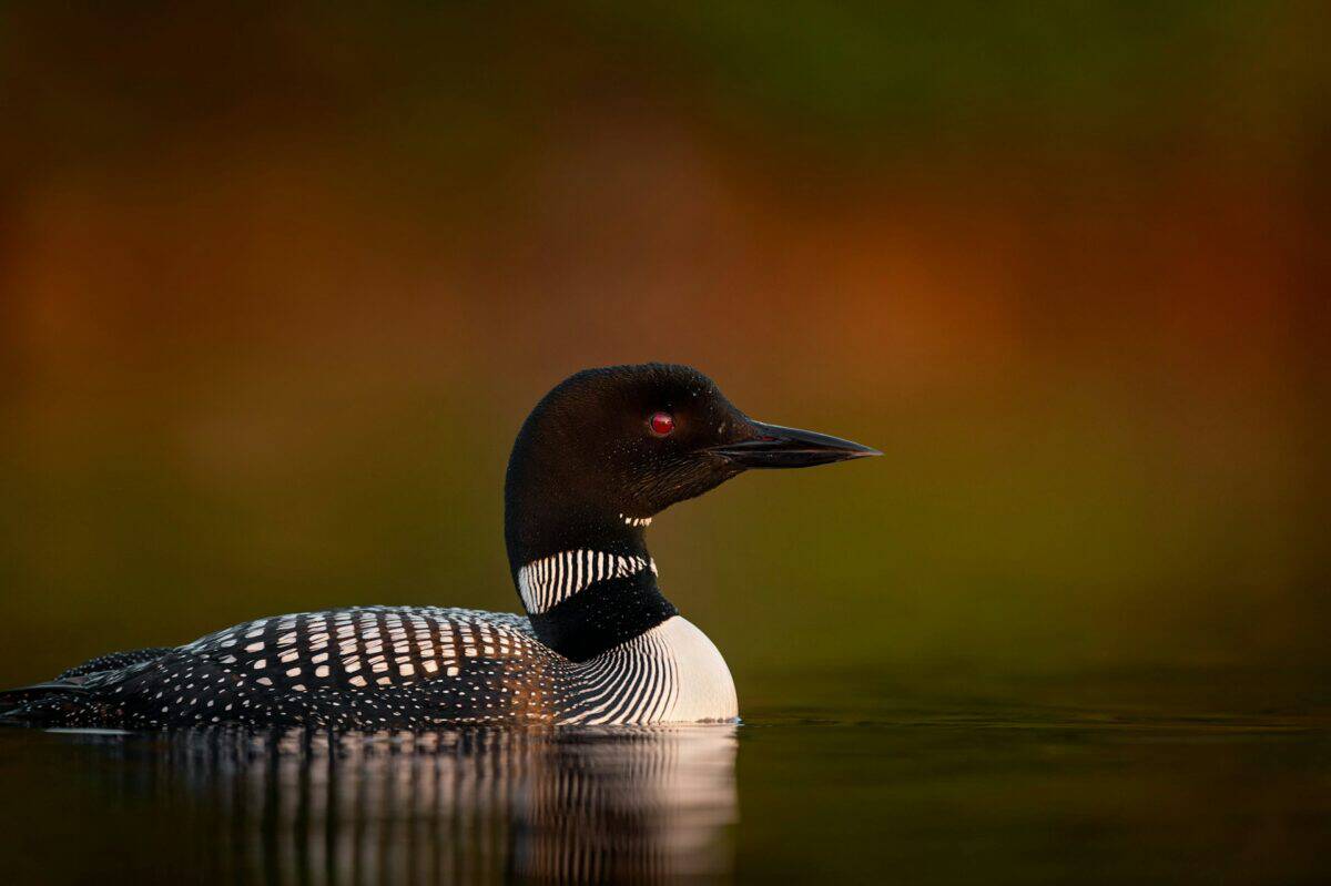 plongeon