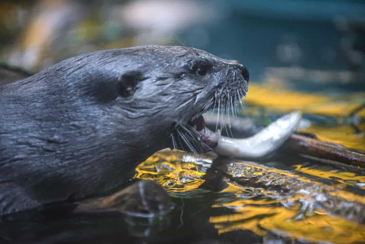 Loutre de rivière d'Amérique du Nord
