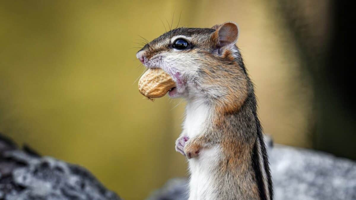 Chipmunk devient jaloux