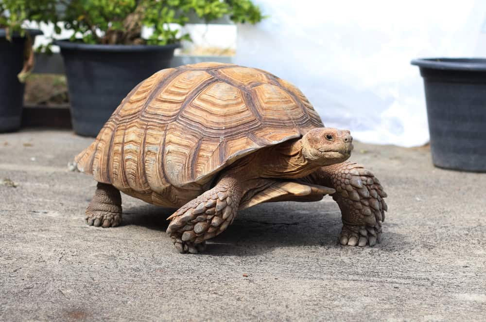Tortue géante Sulcata marchant sur un sol en ciment