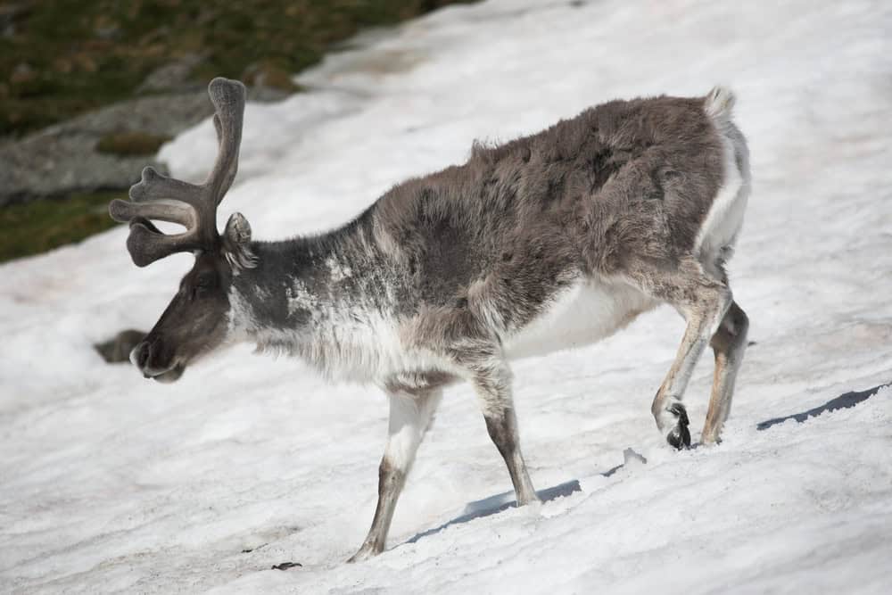 Caribou de Peary en hiver.