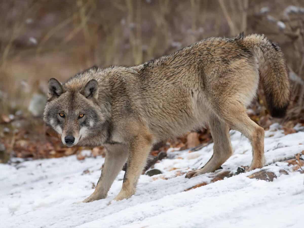 Loup