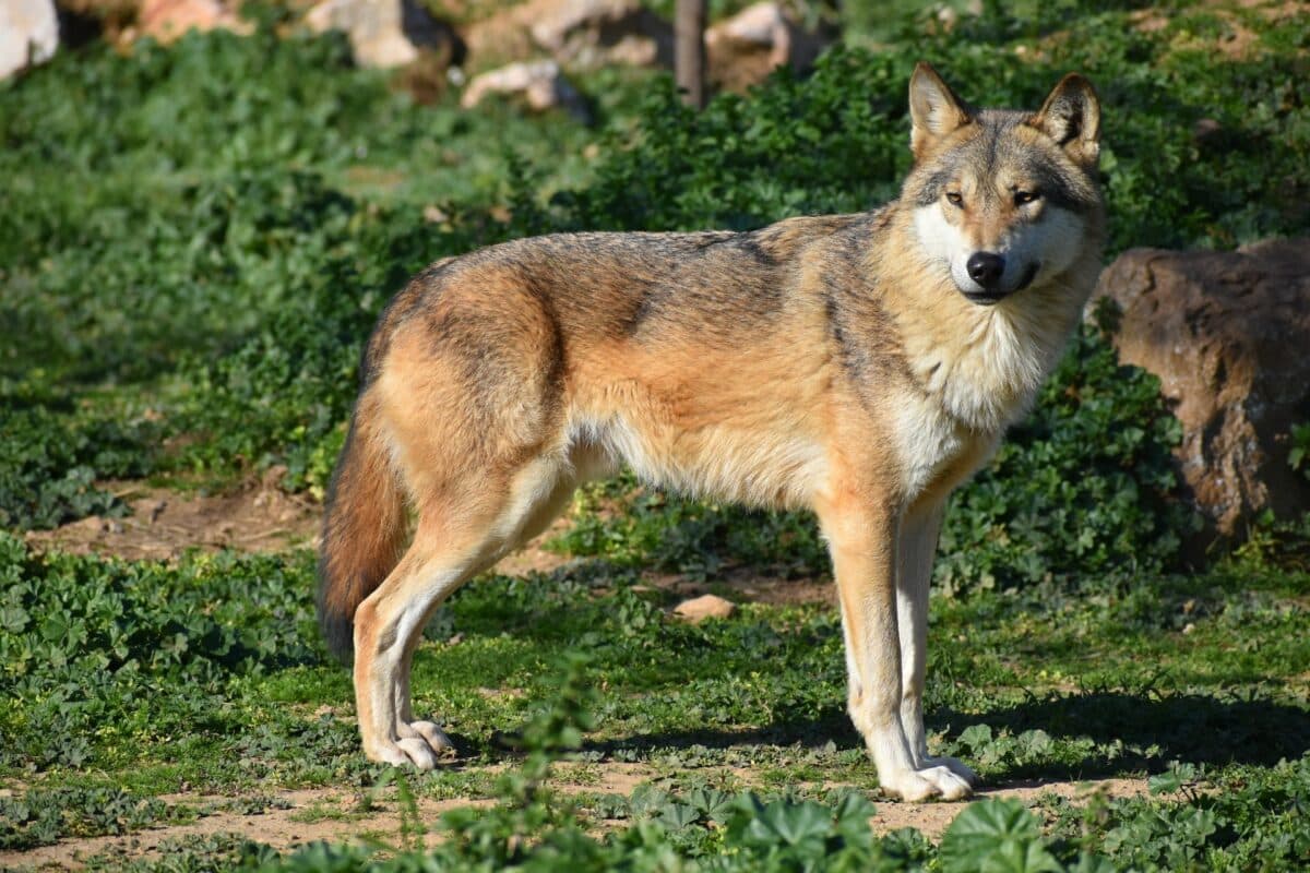 loup gris