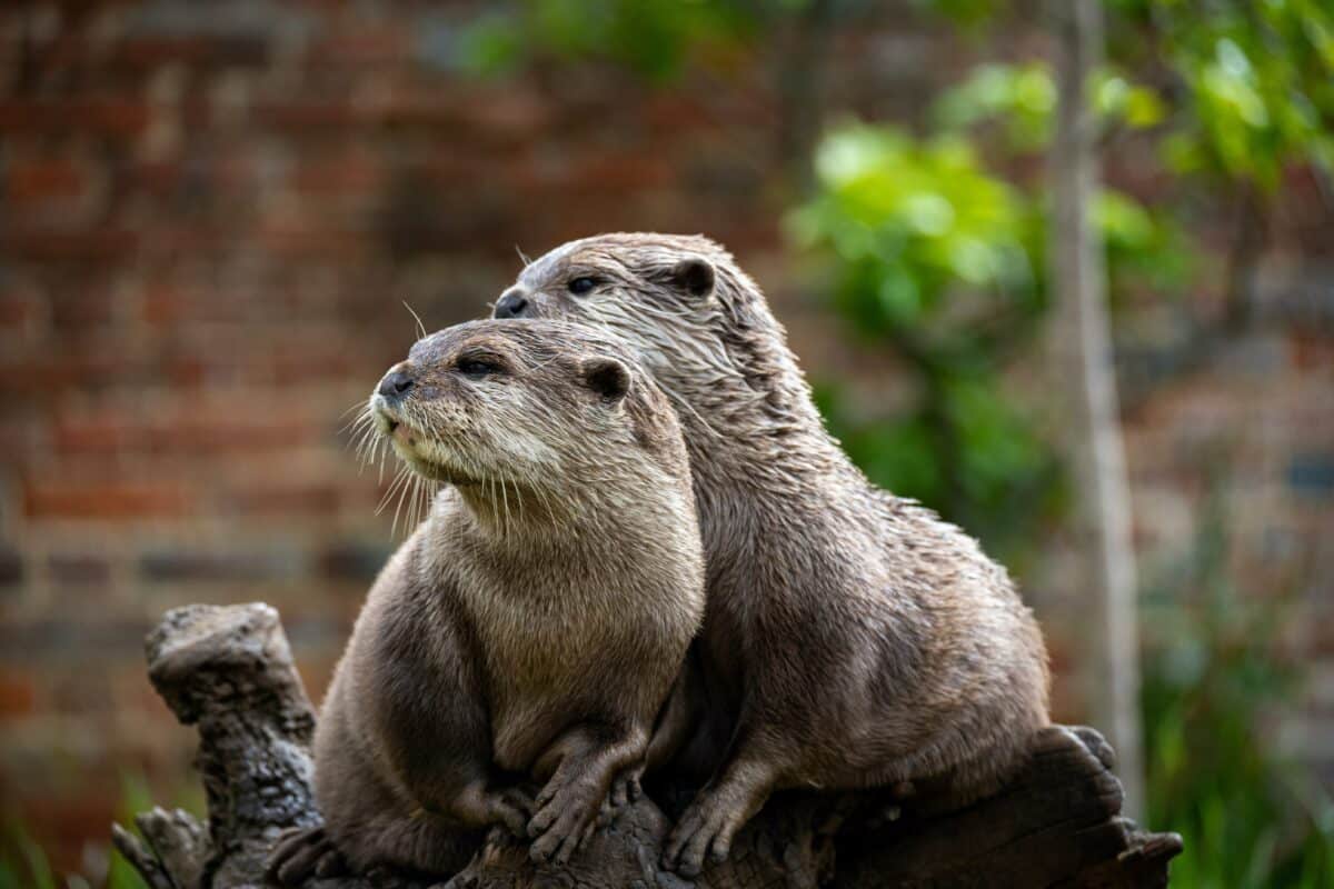 Otterly Amazing : les leçons aquatiques de Tilly pour son chiot