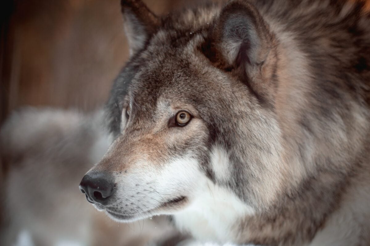 loup gris