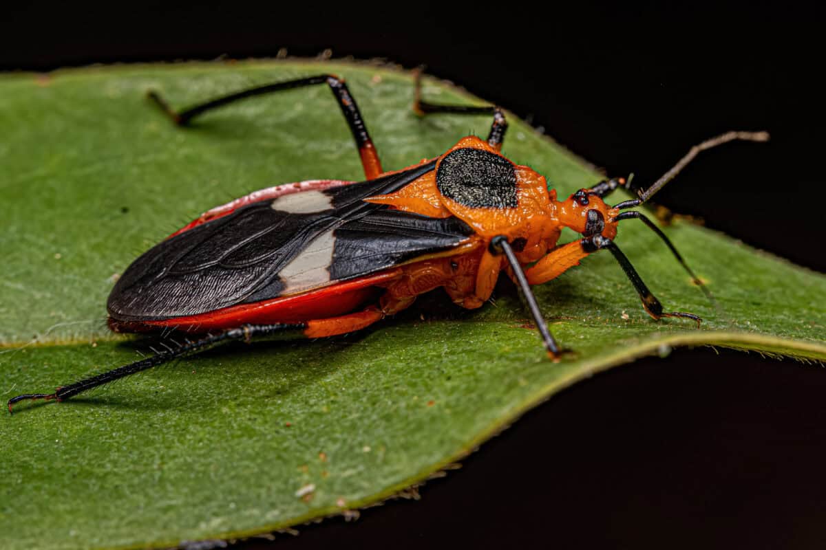 Assassin d'insectes