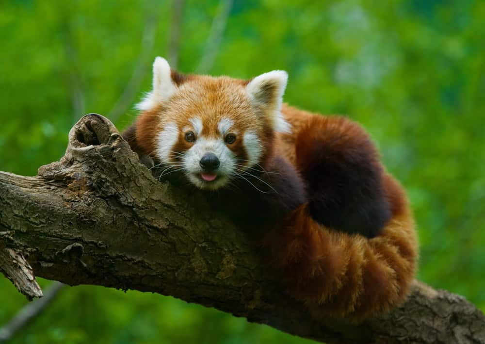 Panda roux sur un arbre. 
