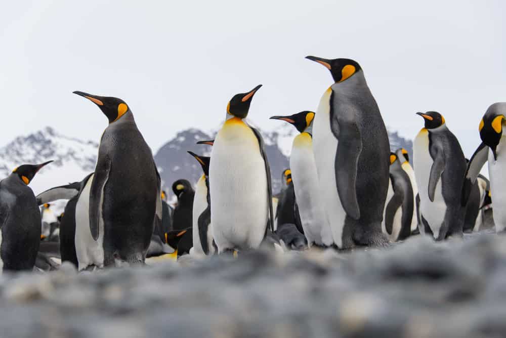 Manchots royaux sur l'île de Géorgie du Sud