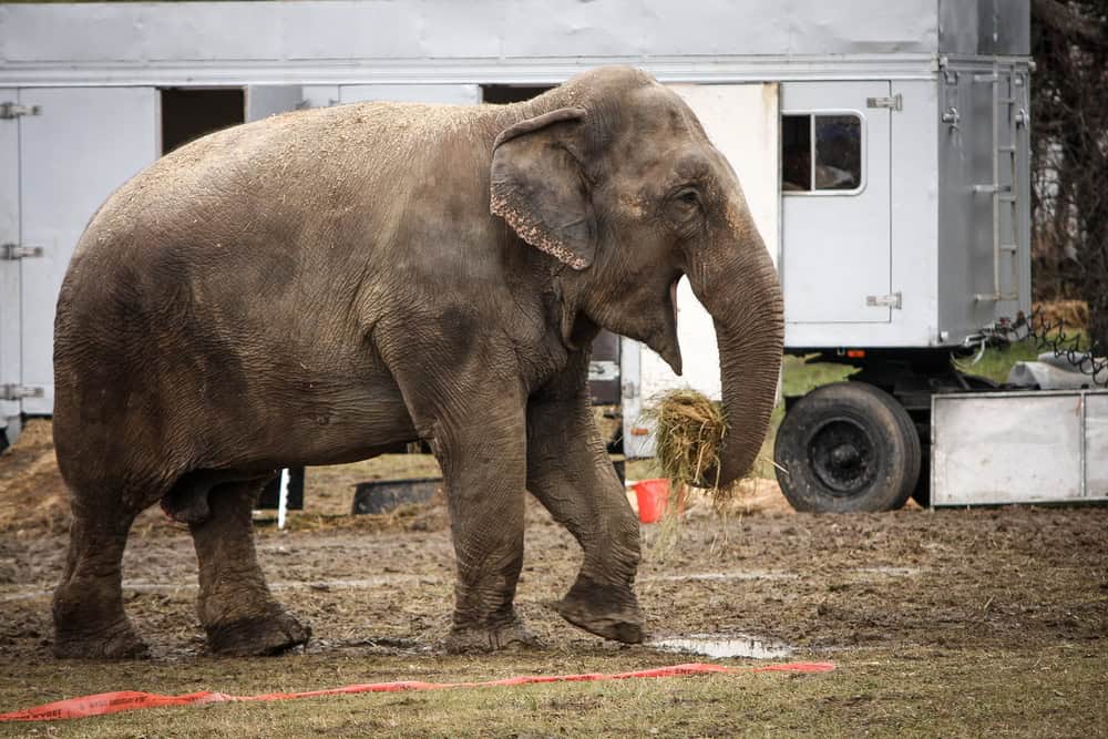 Éléphant de cirque en coulisses