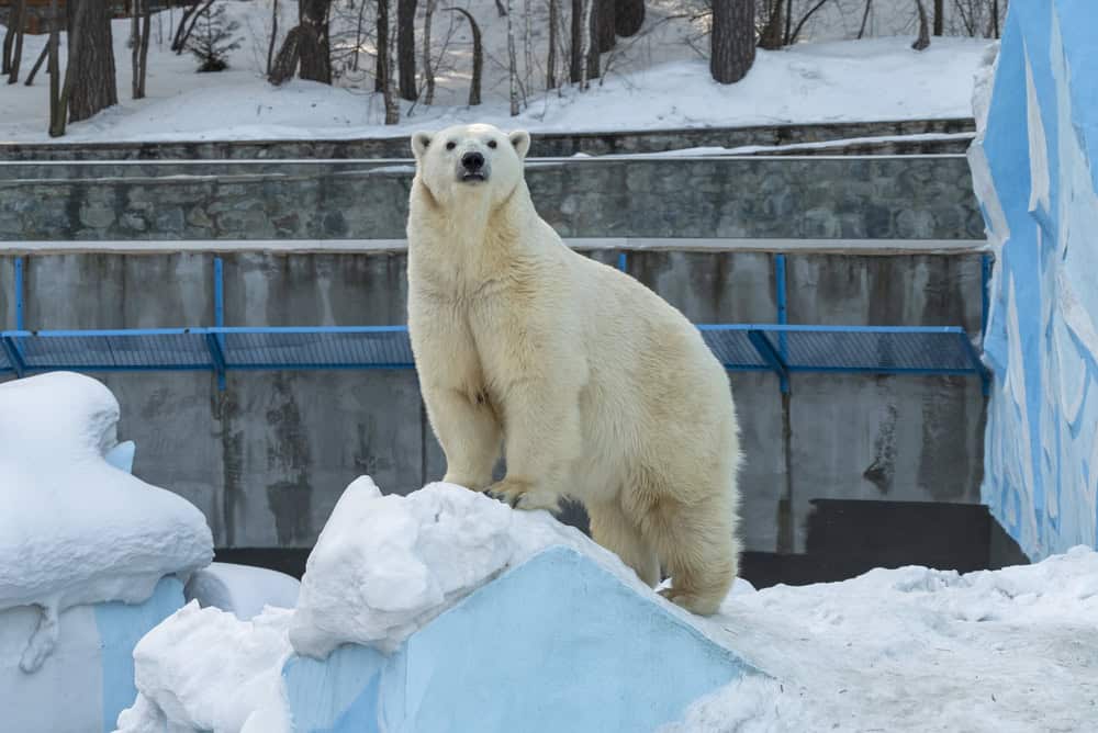 Ours polaire en captivité. 