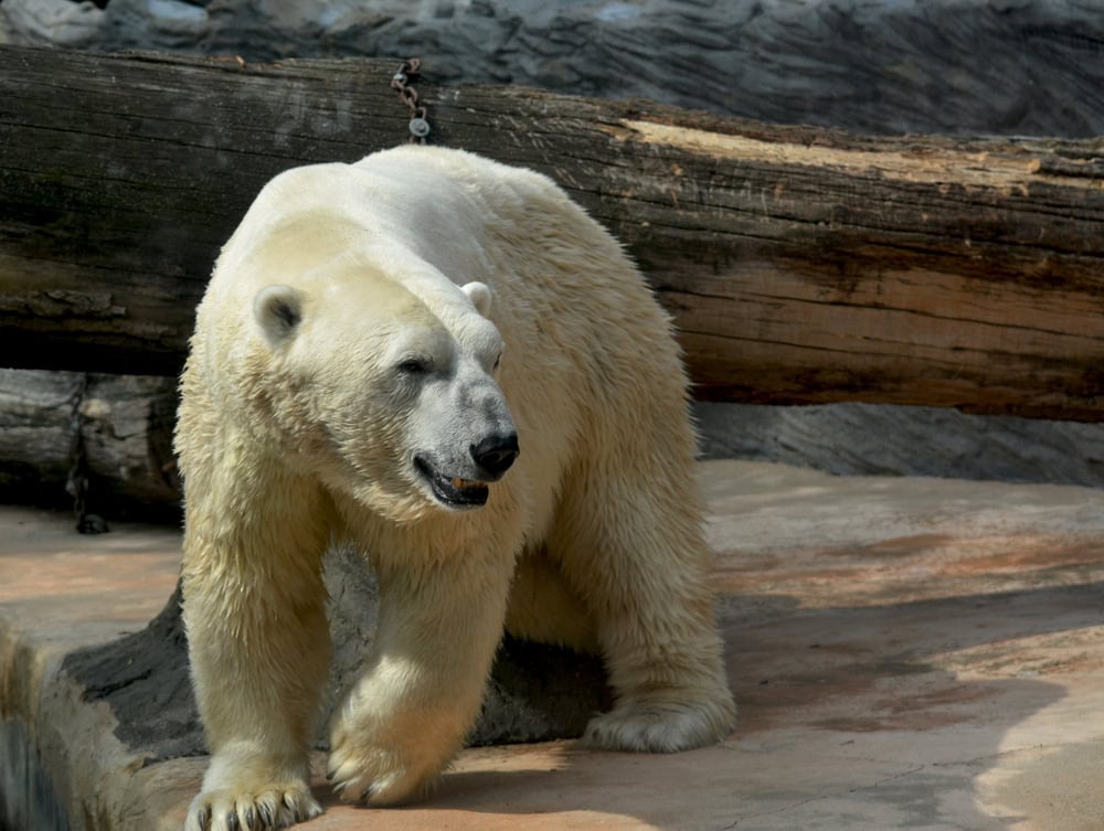 Ours polaire en captivité. 