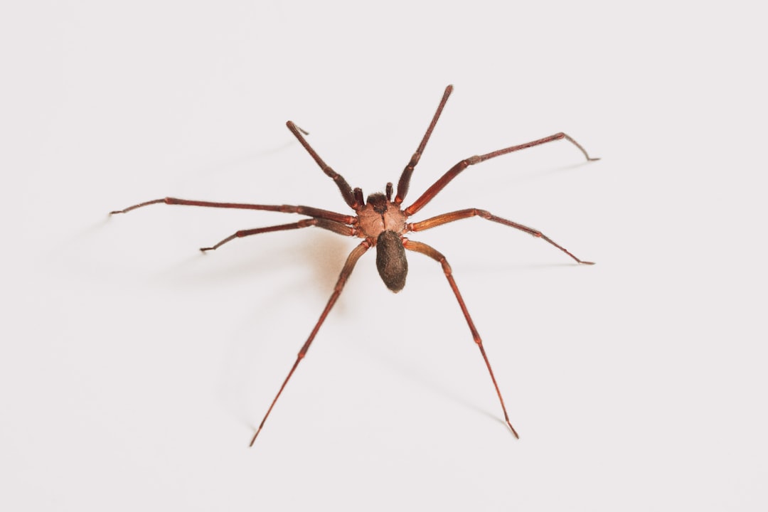 9. Brown Recluse Spider (crédits image : unsplash)